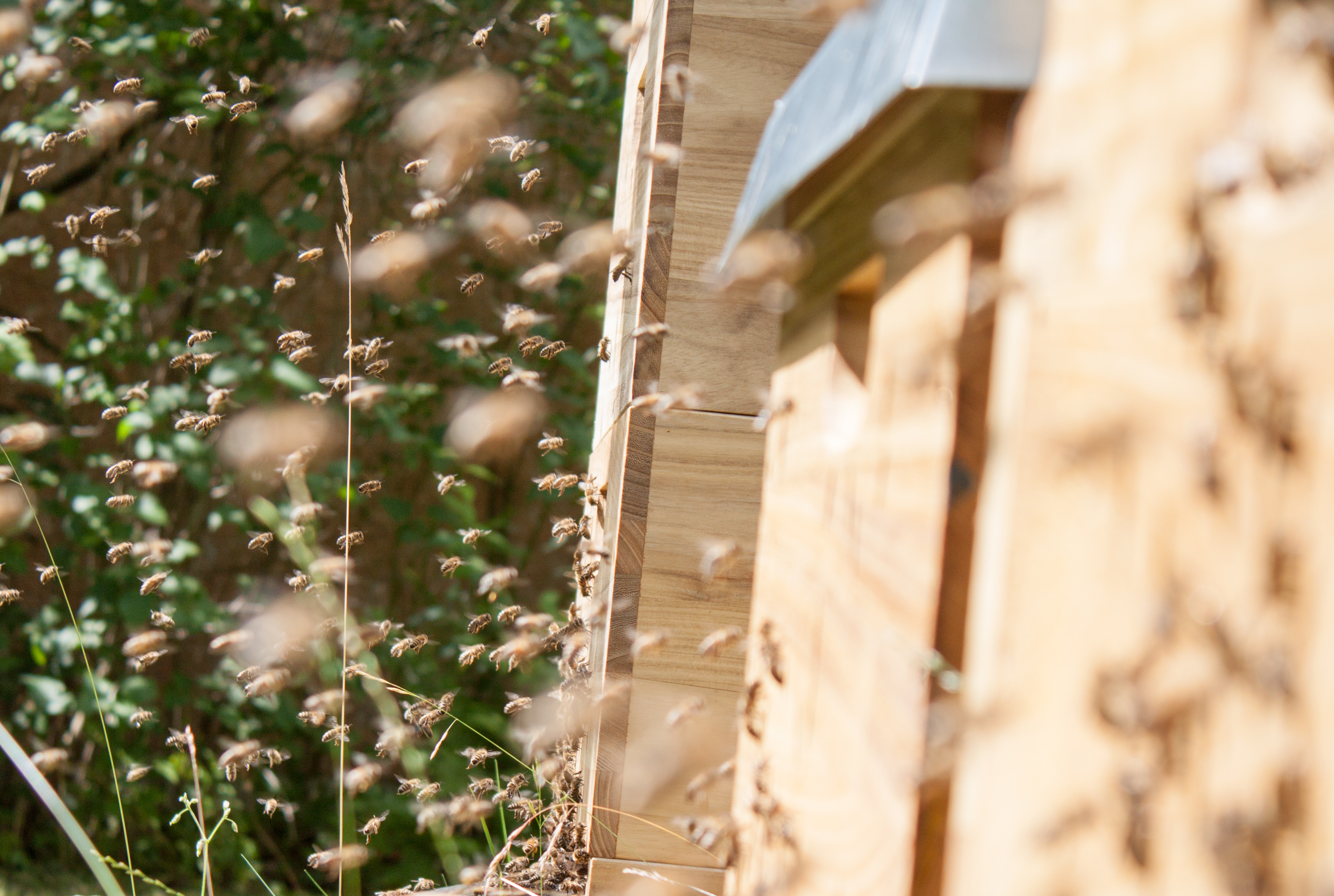 Honigbienen vor den Bienenstöcken