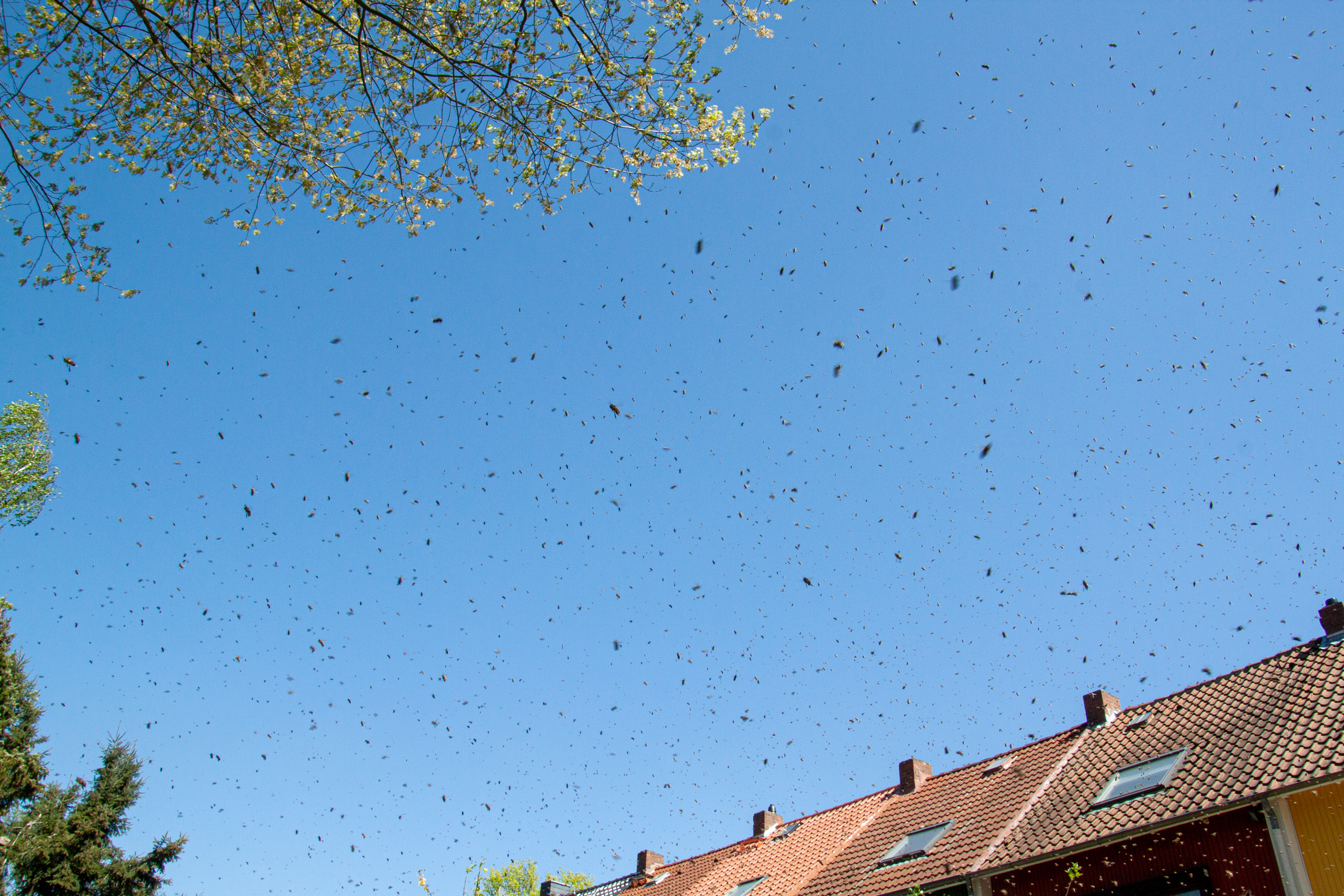 Bienenschwarm in der Luft