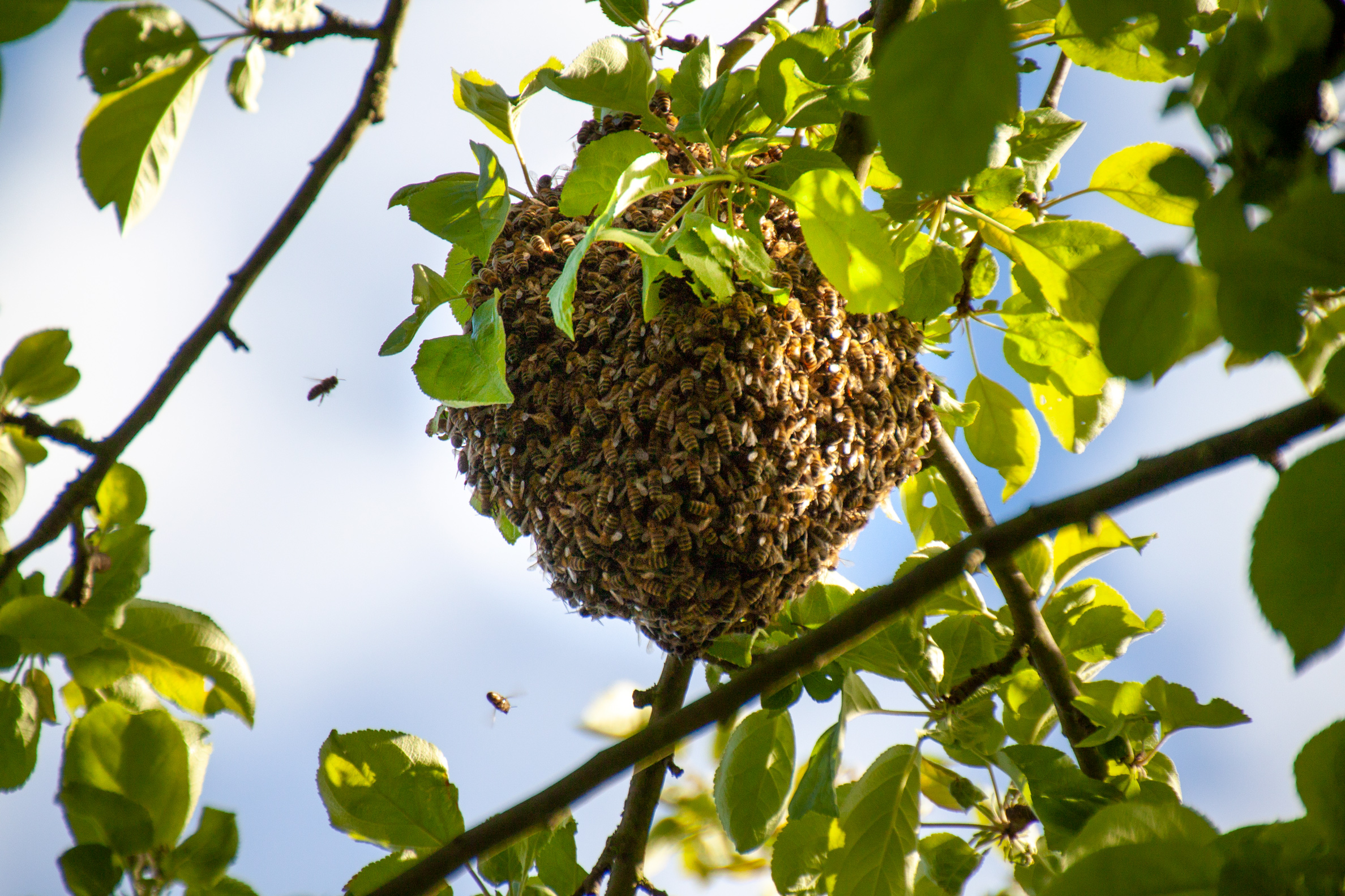 Schwarmtraube hängt im Baum